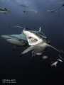 Blacktip - Aliwal Shoal - South Africa