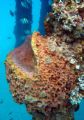 Sponge and wild life.
