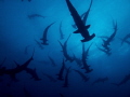 Scalloped Hammerhead School at Darwin Island, Galapagos. July 2015
Canon G16 with Fantasea housing
Grabbed this photo as I gushed with awe as 100 hammers glided over me as I clutched a rock to keep from being swept away by 4 knot current.