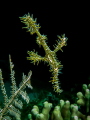 Ghoast Pipefish!