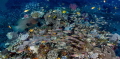 Reef Busy-ness