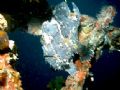 Frogfish. Kuda Giri Wreckdive @ 20+ meters.