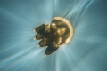 Jellyfish Lake in Palau is a fascinating ecosystem where only snorkeling is allowed and millions of jellyfish surround you.  Isolating one with the sun behind took quite a bit of time, but the result was definitely worth it.
