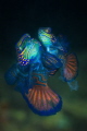 Mandarinfish Mating Dance- captured the moment when sperm and egg are just released!