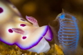 Nudibranch and tunicate!