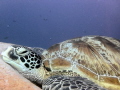 I don't want to move,I don't care anything,I'm a lazy turtle