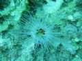 Image captured at 70ft off Okinawa shores. Taken with Sea & Sea DX-750G natural light, no micro lense used. Very cool to watch feed itself with all those appendages.