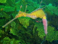 Male Weedy Seadragon with Eggs