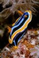 Nudibranch, Hurgada. Red Sea.
Camera F4s, 
Housing Aquatica,
lights Iketite substrobe 200's 
Film Velvia.