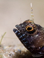 Amongst my favourite photographic subjects in Saint Lucia is the Sailfin Blenny (Emblemaria pandionis). Only about an inch and a half long, this guy has got a lot of attitude to make up for it's size. -