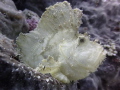 Leaf scorpion fish