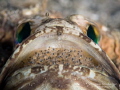 Dusky Jawfish on Father Duty