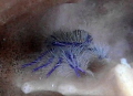 Hairy squat lobster