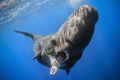 Babysitting sperm whale, challanging me as I was too close to a calf