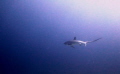 Thresher shark