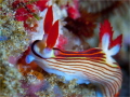 A golden Nembrotha, Nembrotha aurea on Hotspots reef.