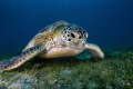 Feeding turtle