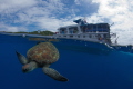 Turtle on surface interval @The Similan Islands