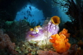 Jamur Boo is one of the most famous divesites in Rajah Ampat.