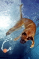 Who has ever seen a diving dog ?