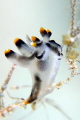 Thecacera sp. feeding