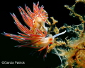 Cratena Peregrina