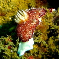 Nudibranch