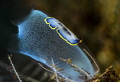 Flat worm on ascidia