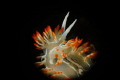 Nudi
Picture taken in Sesimbra - Portugal