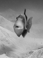 Triggerfish