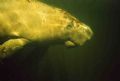Friendly visitor in my backyard. Two wild manatees showed up one morning in the canal in my backyard in Key Largo. Couldn't resist taking pics!
