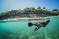 Turtle release in Nihiwatu, Sumba, Indonesia.