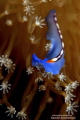 Flat worm
