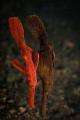 Solenostomus cyanopterus