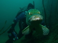 Pike and a diver.