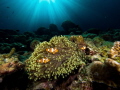 Clownfish family in their anemone