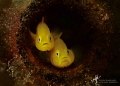 Goby