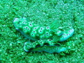 Nudibranch