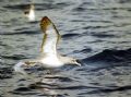 Cory's Shearwater (Calonectris diomedea) taking off...