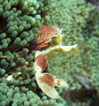 Porcelain crab feeding
