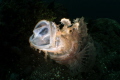 Jawning Rhinopias