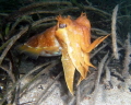 Cuttlefish Pt Hughes Jetty South Australia