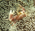 Porcelain Crab feeding