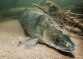 Sander lucioperca in Hérault river.