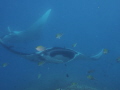 MANTA