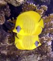 Butterfy fish, Sharm el Sheikh