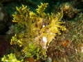 Rhinopia, Ambonbay