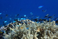 Great Barrier Reef Far North Qld shot with Olympus tg3 while snorkelling so relaxing.