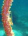 Sea whip goby in 7m - Ilha Situ, Mozambique