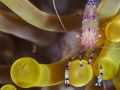 Anemone shrimp shot near the Wakatobi islands in Indonesia. Shot using a Olympus E-M5, 60mm f/2,8 lens in a Nauticam housing with Inon strobes. Thanks for having a look!